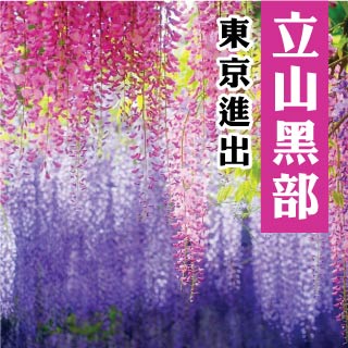 日本東京立山黑部雪牆+紫藤花+富士芝櫻六天