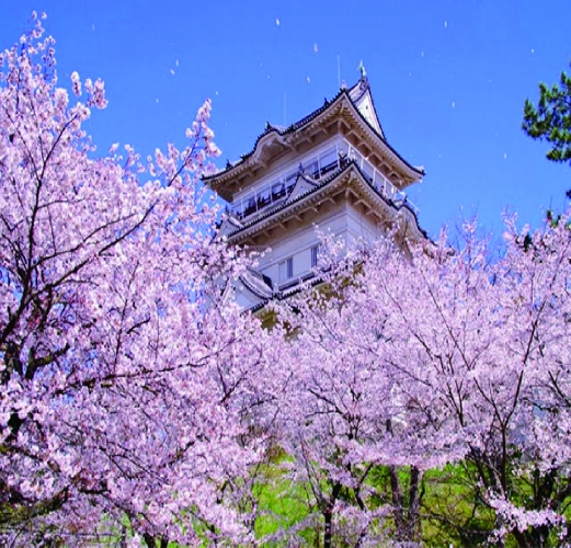 日本東京相模湖櫻花祭 富士山採果溫泉美食五日-CX0324