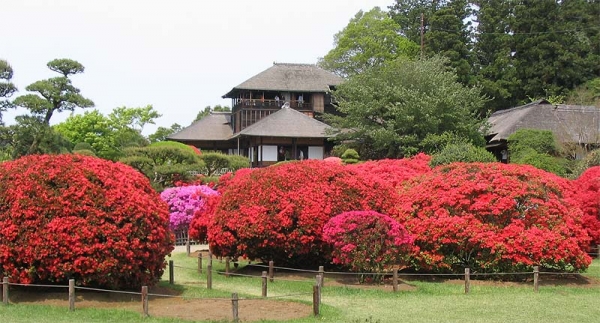 東京海濱公園賞花輕井澤溫泉五天